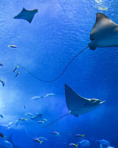 Manta rays and fish in an aquarium