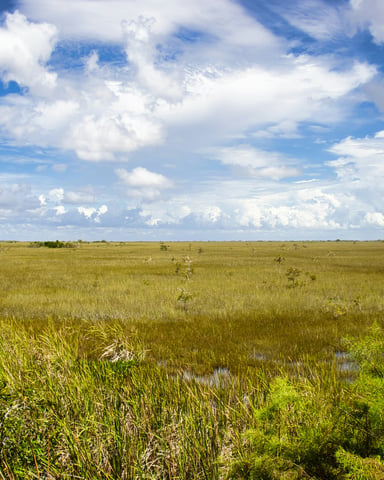 Florida Everglades landscape