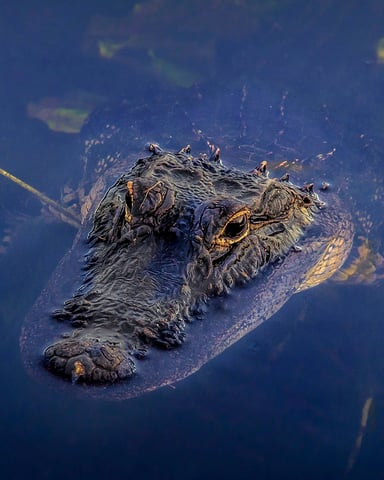 Alligator in Florida waters