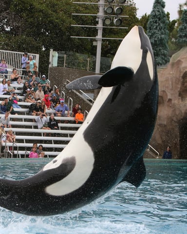 Orca whale leaping at SeaWorld
