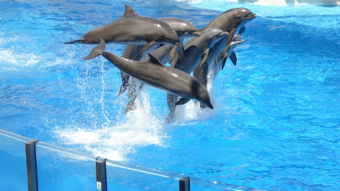 SeaWorld® Orlando