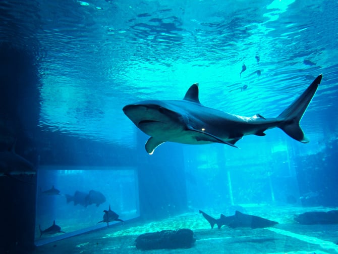 Clearwater Marine Aquarium