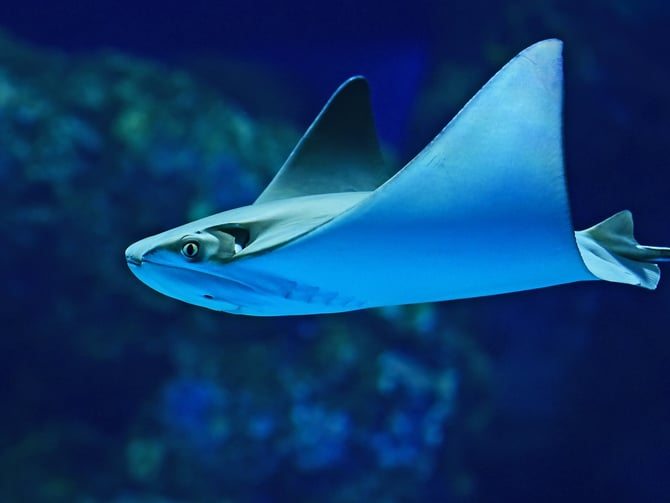 The Florida Aquarium