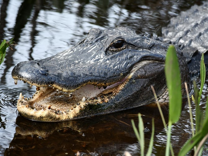 Gatorland